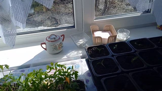 Пикировка рассады томатов. смотреть онлайн