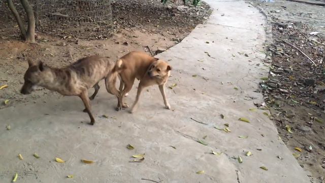 Phối nitro & phốc смотреть онлайн