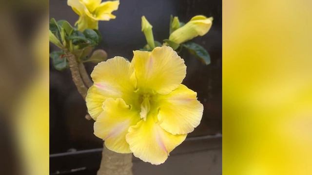 Adenium - Desert Rose - Top Most beautiful Adenium flowers Collection.. смотреть онлайн