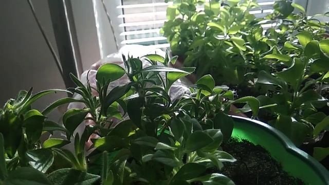 Как я храню черенки на маточники в домашних условиях. смотреть онлайн
