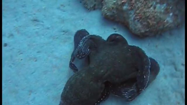 Море Приключений 2. (промо) смотреть онлайн