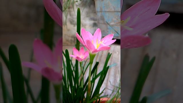 Rosea zephyranthes-pink rainlily смотреть онлайн