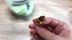 Новое поколение жуков, новая Терешкова. Африканские Бронзовки (Pachnoda Marginata)