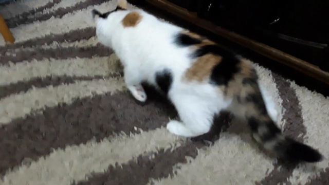 кошка Зира.(Я уже изменила её имя, она Блоха).🐱 смотреть онлайн