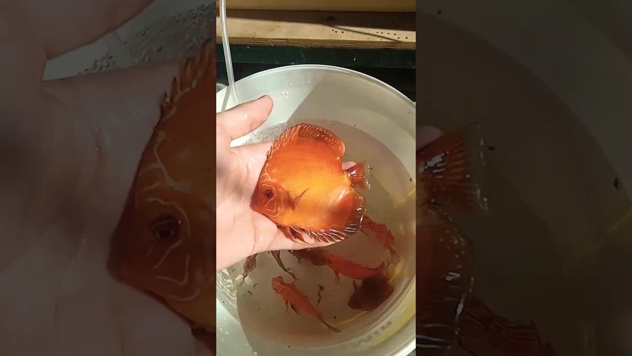 Отправка Дискусов в Волгоград #aquarium #аквариумныерыбки #discus #аквариум #дискусы смотреть онлайн