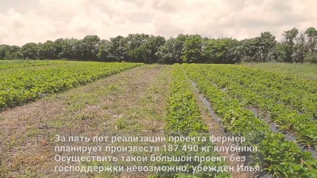 Клубничные поля Ильи Мурчаева. Почему ягоды собирают в перчатках, можно ли есть прямо с грядки!? смотреть онлайн