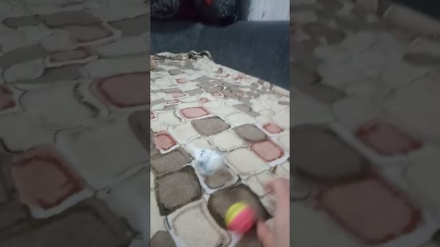 Дрессируем волнистого попугая. смотреть онлайн