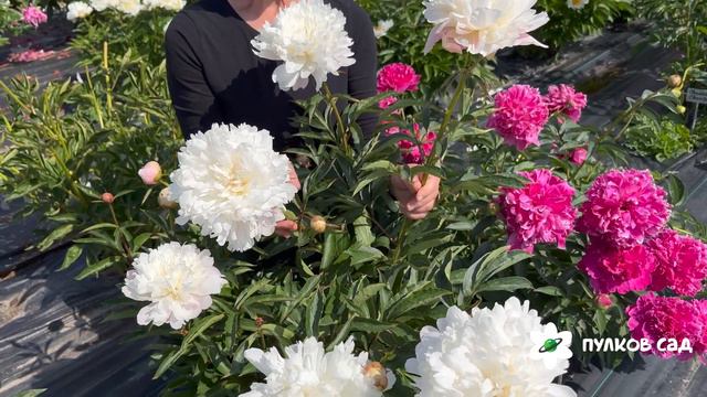Old Lace peony. Олд Лэйс пион. Пулков сад смотреть онлайн
