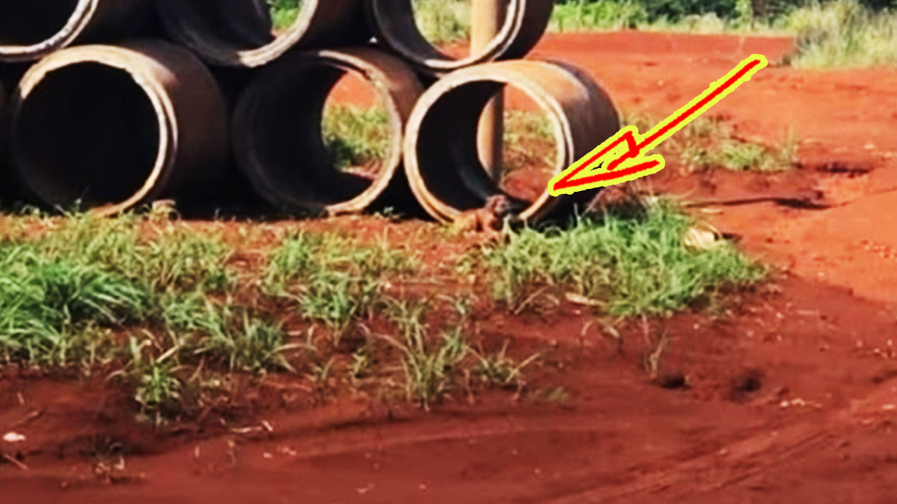 Между трубами сидел грязный щенок. Почему-то он не мог убежать прочь, как ни старался смотреть онлайн