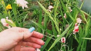 #Гладиолусы из детки за один год #