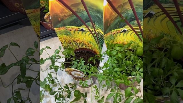 Gynostemma Гиносте́мма пятили́стная