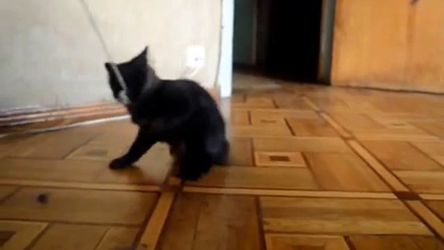 Наша Санта-бультерьерф смотреть онлайн