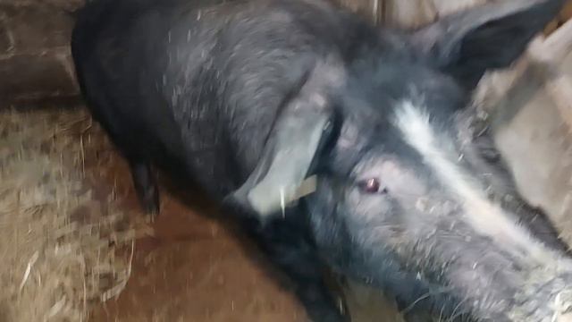 Бункерная кормушка для поросят! смотреть онлайн