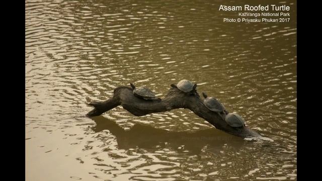 Beauty of Kaziranga National Park in Assam | Kaziranga Adventures смотреть онлайн