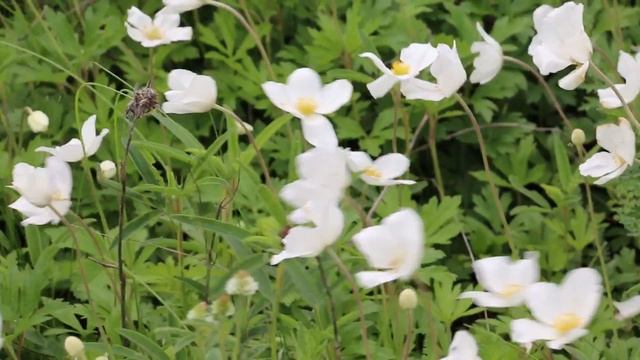 Ветреница лесная Anemone Sylvestris