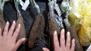 Распаковка саженцев роз. Как сохранить розы из коробки до высадки в клумбу