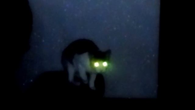 Кот с светящимися глазами в темноте смотреть онлайн