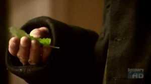 Фотосинтез (Пристли,Ингенхауз)