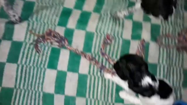 Щенки русского охотничьего спаниеля 1 месяц ??♥️ смотреть онлайн