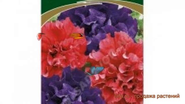Петуния махровая История любви (istoriya lyubvi) ? обзор: как сажать, семена петунии История любви смотреть онлайн