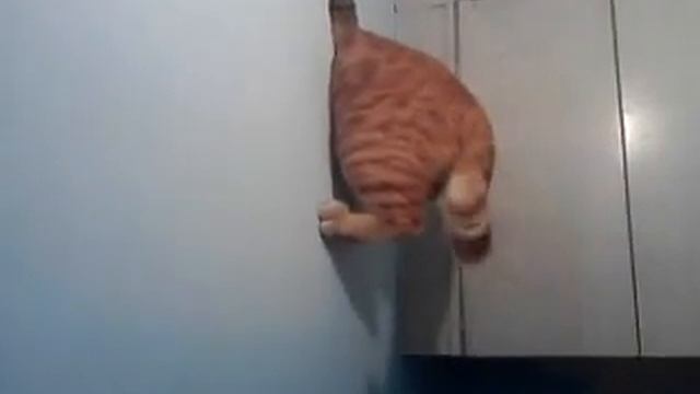 Кот застрял в стене смотреть онлайн