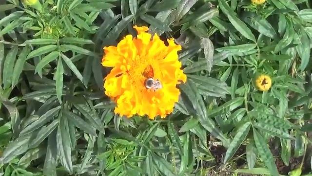 Лето. Красивые цветы на даче. Пчелы собирают нектар смотреть онлайн