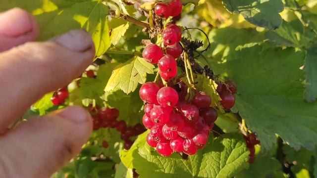 Хотите много красной смородины? Джонкер Ван Тетс смотреть онлайн