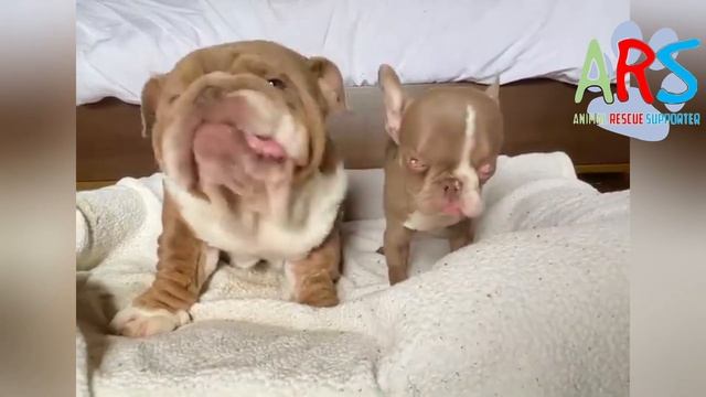 Update: Tiny Frenchie was sad and angry when he was mocked about his blind eyes. Funny boys смотреть онлайн