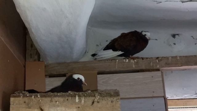 История о белом голубе !!! 2 серия смотреть онлайн