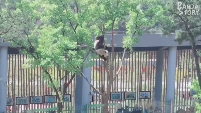 ? Panda Funny Moment Videos Compilation смотреть онлайн