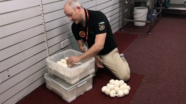 Pulling eggs from out Super Dwarf Anery Platinum Reticulated Python смотреть онлайн
