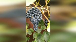 Виноград кишмиш черный в августе