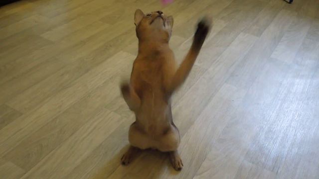 Abyssian Cat Love It смотреть онлайн