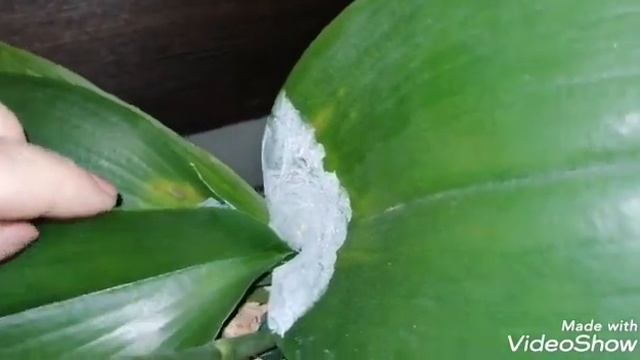 Орхидеи цветущие в декабре 2019 года. смотреть онлайн