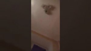 Илона Новоселова перескоп