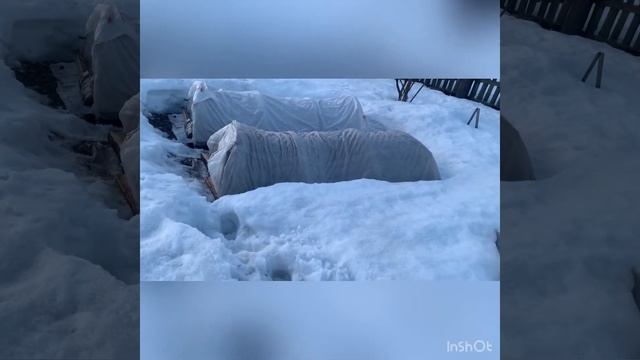 Сравним укрытия роз! Надо ли откапывать? смотреть онлайн