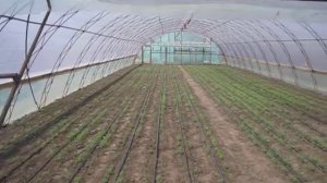 Выращивание укропа в теплице