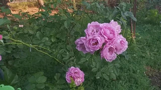 Наутика фл. 2022год цветения смотреть онлайн