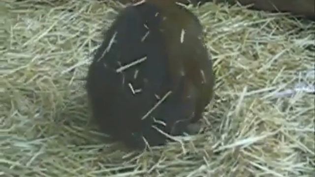 Прикол Обезьяны с лягушкой! смотреть онлайн