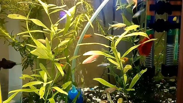 Ошибки начинающих аквариумистов. Секреты по разведению рыбок. Лечение аквариумных рыбок смотреть онлайн