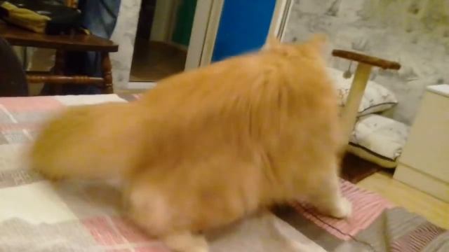 Котопес бывает! Мой котопес по имени Рыжик. Кот, апорт! смотреть онлайн