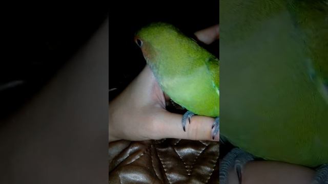 Неразлучник болеет смотреть онлайн