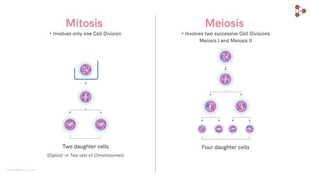Mitosis Vs Meiosis | Differences | Infinity Learn смотреть онлайн