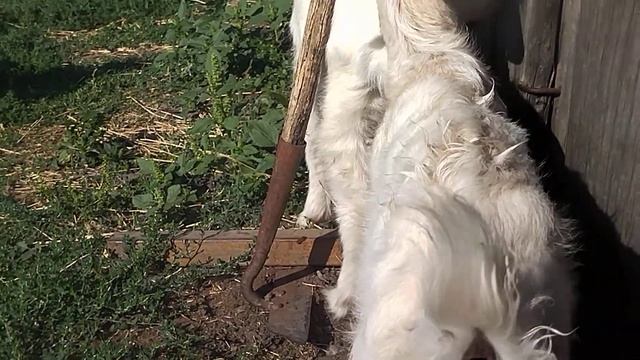 Беломышечная болезнь у козленка смотреть онлайн