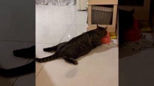 Ленивый кот.