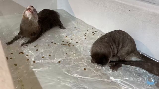 How Do Otters React If I Go Play with Pigs? смотреть онлайн