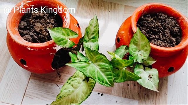 Secret Growing Of Syngonium Plants|syngonium Basket Plants Ideas|syngonium Plants Propagation|