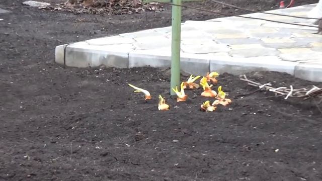 Идеальная дача. Март. Обзор участка. Как укрыты розы и хвойники. смотреть онлайн