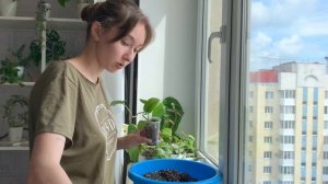 Ругаюсь на тех, кто использует керамзит как дренаж. Пересадка новеньких растений из кокоса.