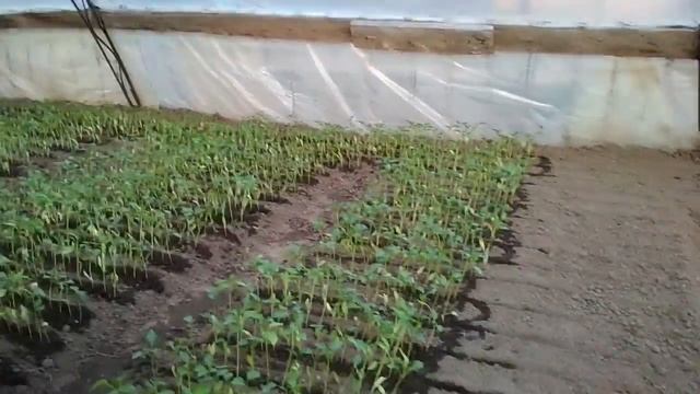 Выращивание рассады перца в теплице смотреть онлайн